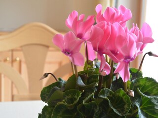 Vakantieappartement St. Ulrich in Gröden Kenmerken 9