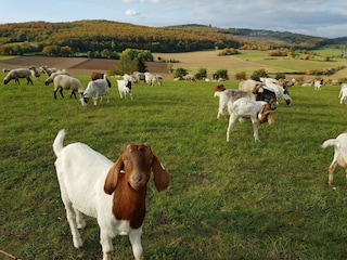 Rhönschäfchen auf dem Linsberg in direkter Umgebung