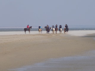 Ausritte am Meer (Manege Grol)