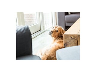 Appartamento per vacanze Hollum  12