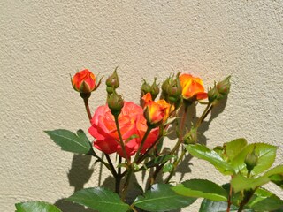 Rozen