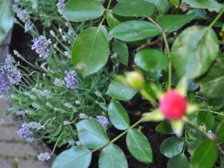 Villa Bergen (Holland) Documento 43