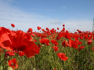 Apartment Steffenshagen Umgebung 26