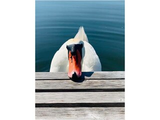 Maison flottante Lübeck-Schlutup Enregistrement extérieur 19