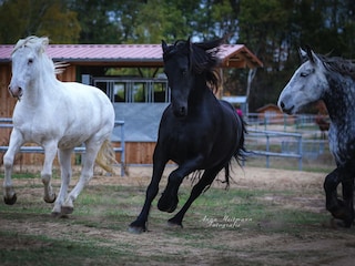 Aktivstall für Pferde
