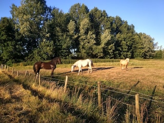 Vakantieappartement Heemskerk Omgeving 13