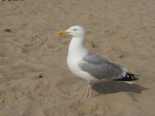 Appartamento per vacanze Heemskerk Ambiente 17