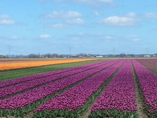 Casa galleggiante Giethoorn Ambiente 34