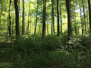 Apartment Waldbrunn (Westerwald) Environment 26