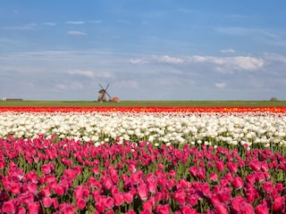 Im Frühjahr gibt es schöne Blumenfelder