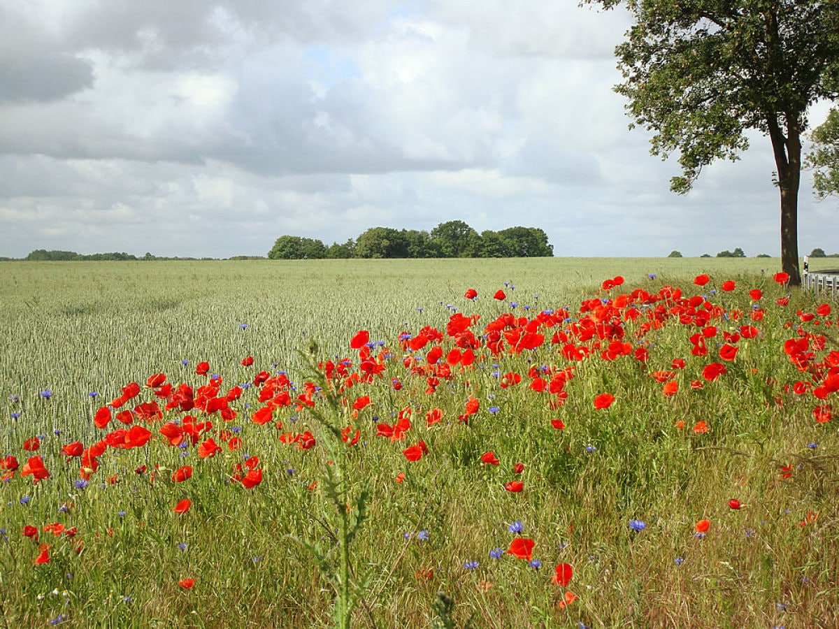 Sommerfelder