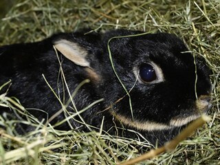 Appartamento per vacanze Egg in Vorarlberg Registrazione all'aperto 6