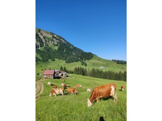 Appartamento per vacanze Egg in Vorarlberg Registrazione all'aperto 17