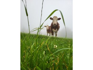 Appartamento per vacanze Egg in Vorarlberg Ambiente 34