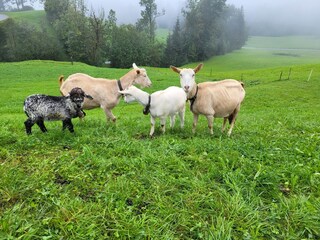 Appartamento per vacanze Egg in Vorarlberg Ambiente 35