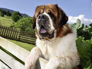 Appartamento per vacanze Egg in Vorarlberg Ambiente 33