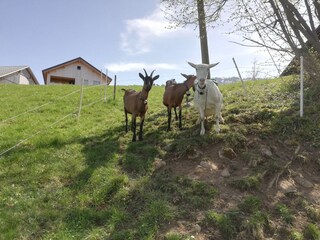 Appartamento per vacanze Egg in Vorarlberg Ambiente 38