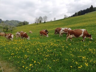 Appartamento per vacanze Egg in Vorarlberg Ambiente 39