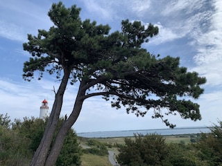 Dornbusch, Leuchtturm