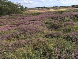 wunderschöne Heide