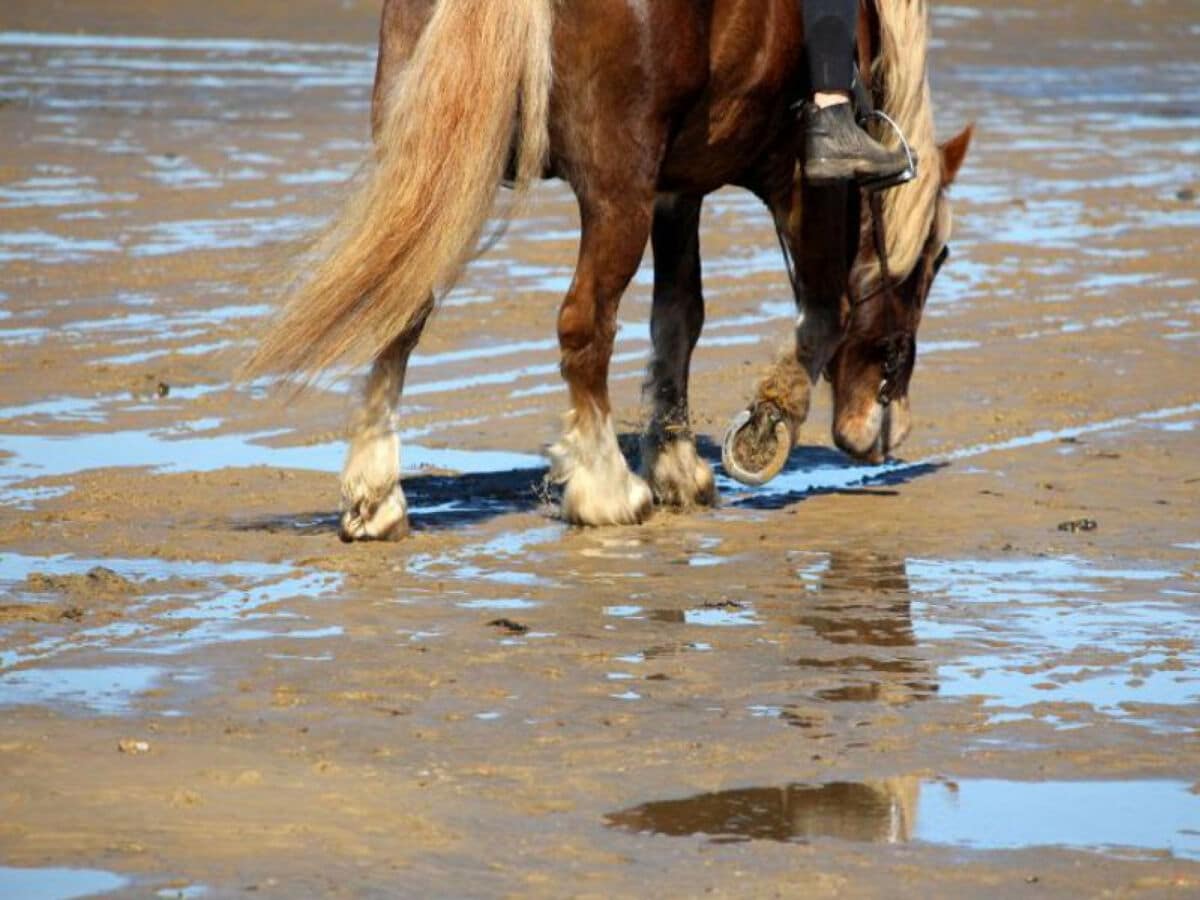 Pferd im Watt vor Sahlenburg