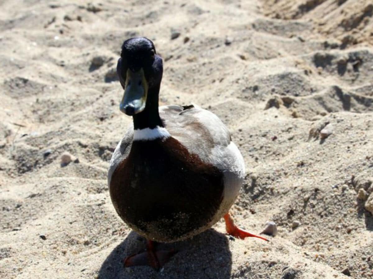 Tierwelt am Strand