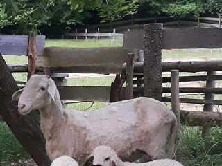 Tiere gehören zu unserem Bauernhof