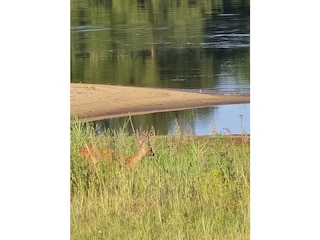 Morgenstunde an der Elbe