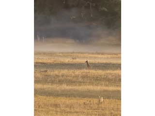 Reh in den Morgenstunden bei aufgehendem Dunst