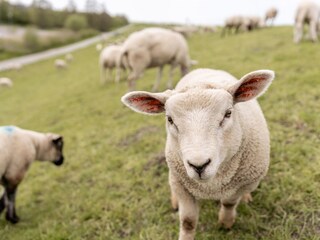 Appartement de vacances Schillig Enregistrement extérieur 7