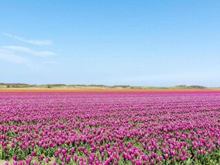 Appartement 't Zand Omgeving 21