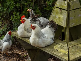 Appartamento per vacanze Callantsoog Ambiente 13