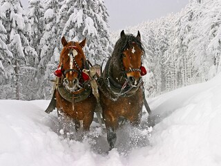 Vakantieappartement Neukirchen am Großvenediger Omgeving 17