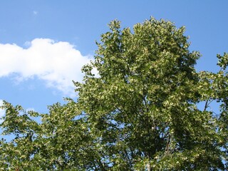 Appartamento per vacanze Kirchberg in Tirol Registrazione all'aperto 4