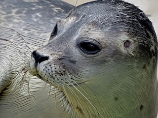 Casa per le vacanze Oosterend Ambiente 34