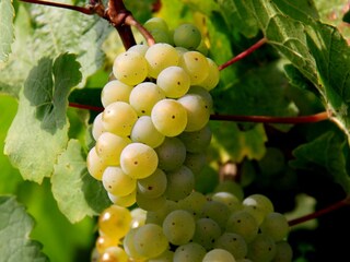 Reife Rieslingtraube
