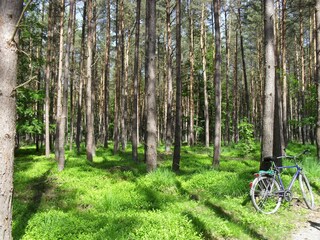 Ferienwohnung Born an der Darß Umgebung 24