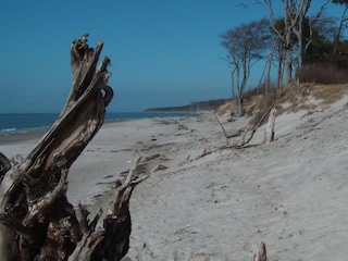 Ferienwohnung Born an der Darß Umgebung 25