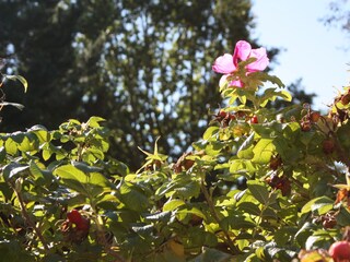 Ferienwohnung Born an der Darß Außenaufnahme 5