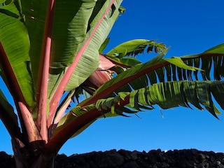 Reihenhaus Ribeira Grande Außenaufnahme 13