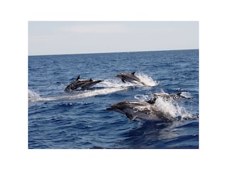 Reihenhaus Ribeira Grande Umgebung 23