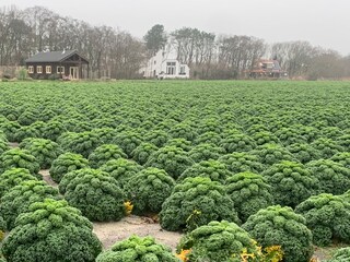 Grünkohlfeld in der Nachbarschaft