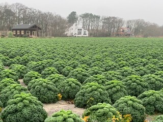 Vakantiehuis Callantsoog Omgeving 31