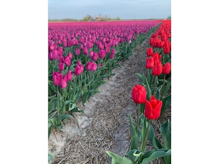 Tulpenfeld