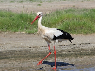 Der Storch