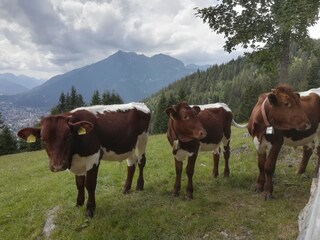 ...zu Besuch bei unseren Pinzgauern auf der Eckenhütte