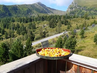 Pfifferlinge sammeln
