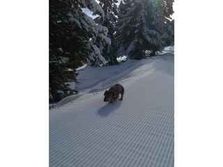 Veilchen im Schnee