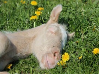 Type de propriété : Ferme Retschow  37