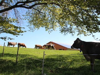 Our organic farm is only a few minutes walk away